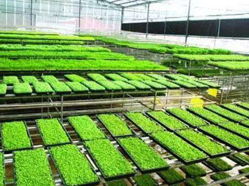 水稻育秧設(shè)備有幾種用法？